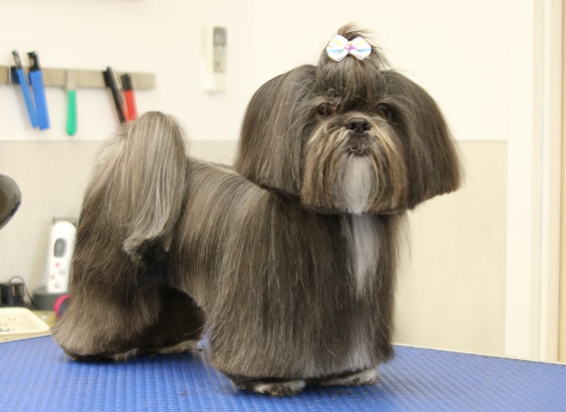 lhasa apso strzyzenie