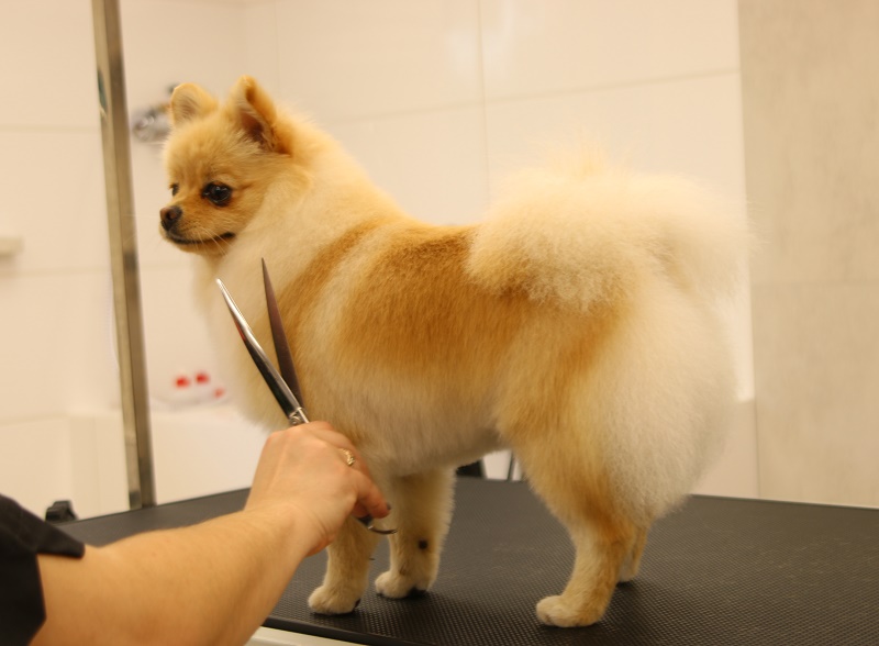 Pomeranian