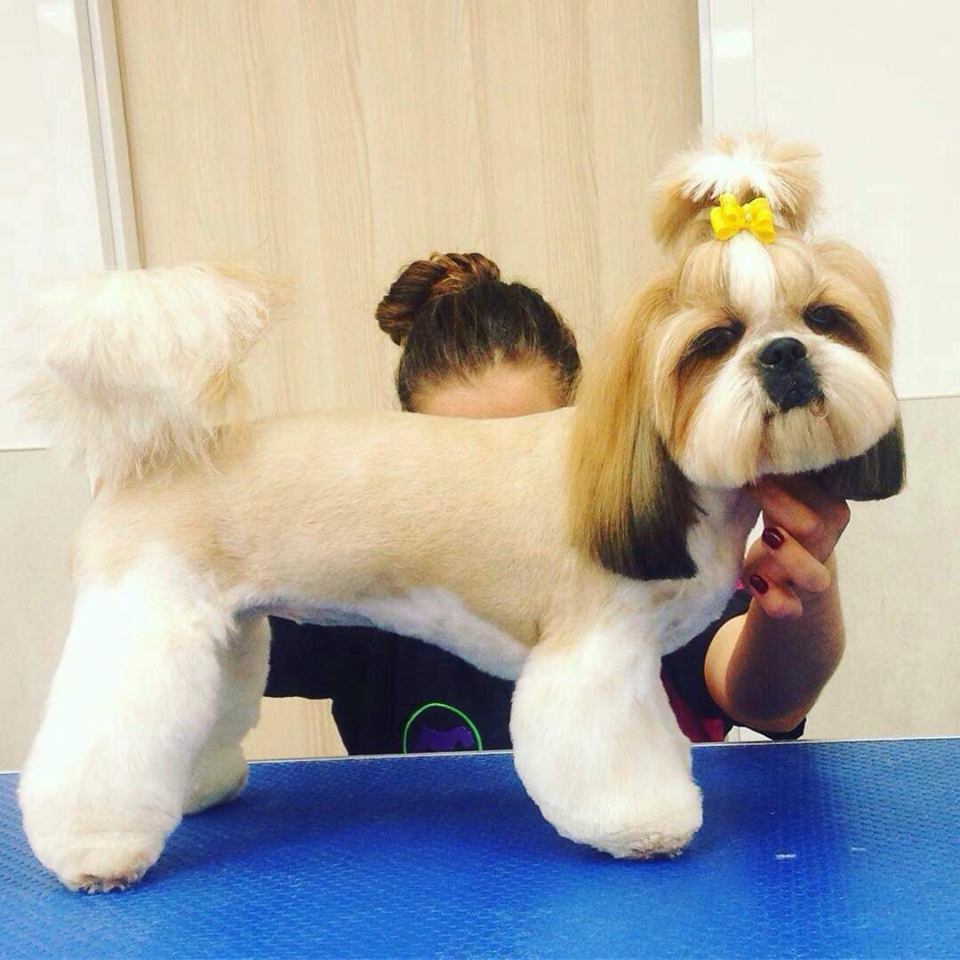 Shih-tzu