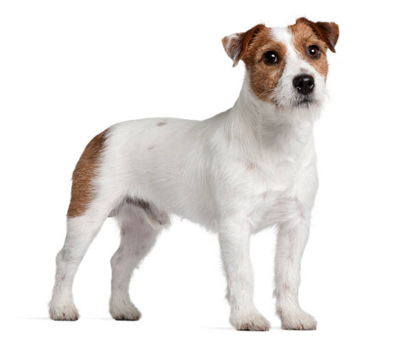 Jack Russell Terrier