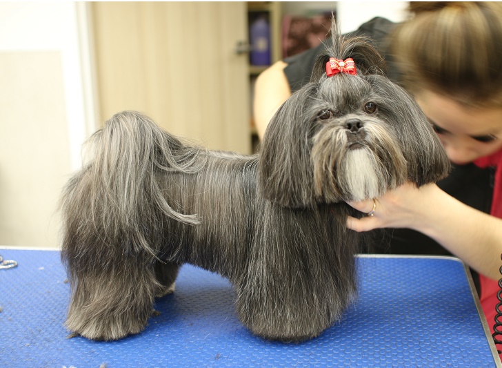 Lhasa apso