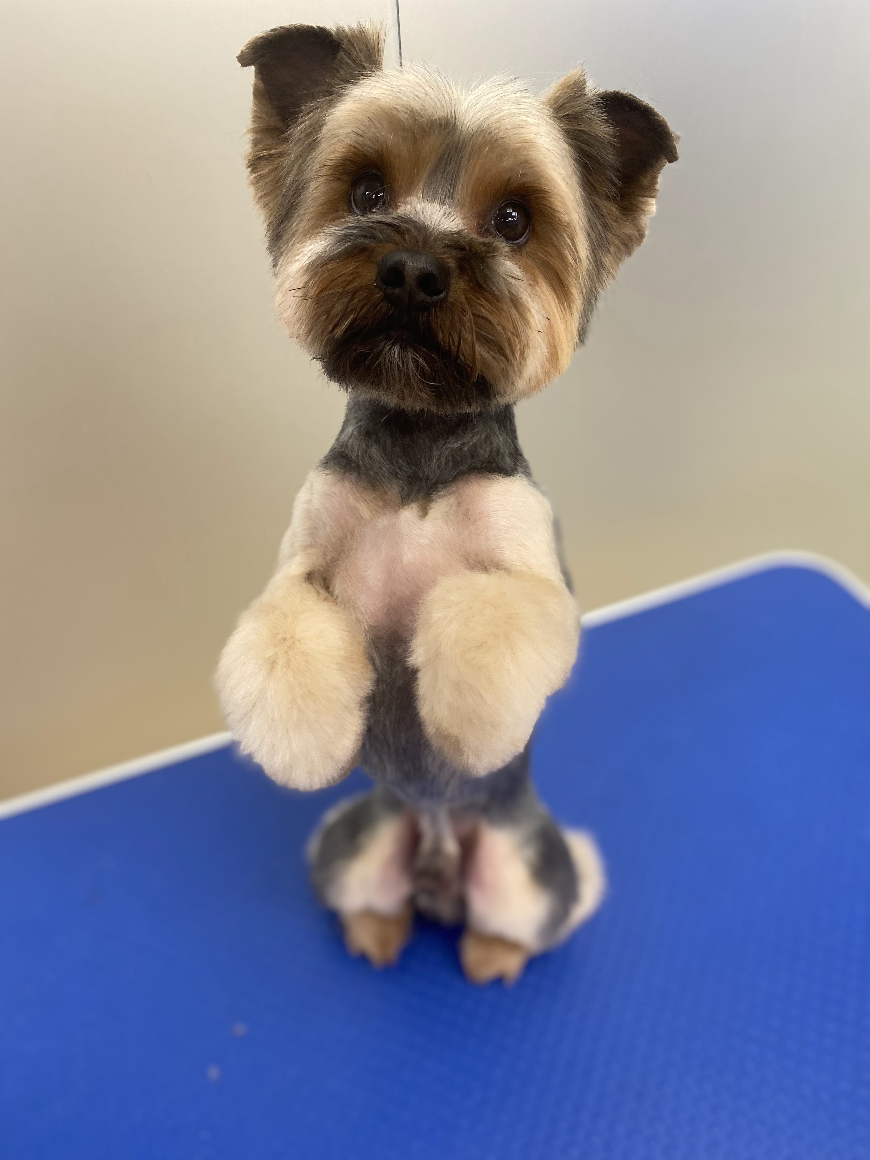 INDYWIDUALNY KURS GROOMINGU 2 RAS