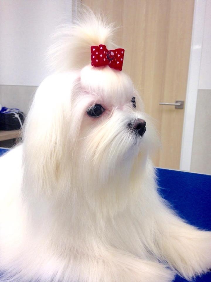 INDYWIDUALNY KURS TRYMOWANIA (KURS TRIM-S)